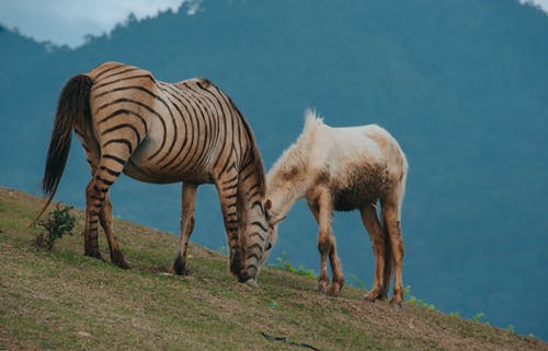 白马旁边的棕色和黑色斑马 · 免费素材图片