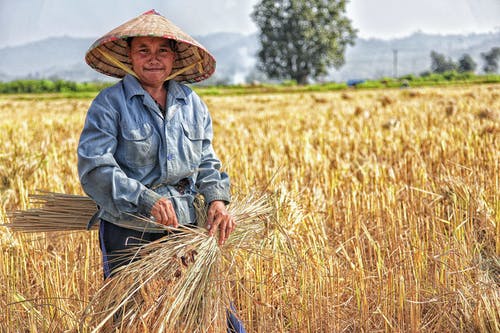 女人采摘场上的植物 · 免费素材图片