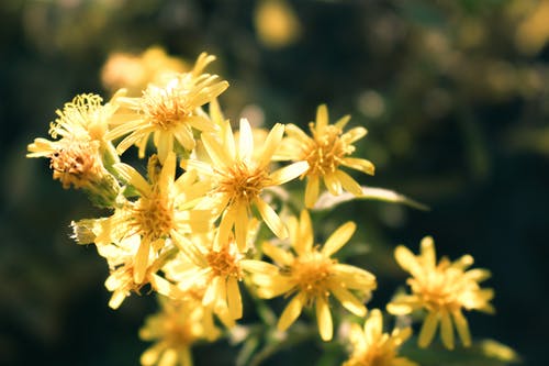 黄色的花瓣花的特写照片 · 免费素材图片