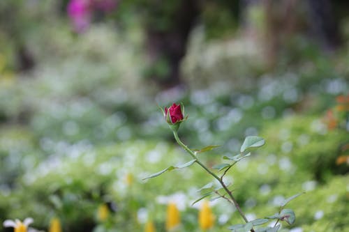 红玫瑰芽的选择性聚焦摄影 · 免费素材图片