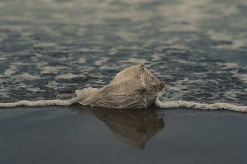 岸上的灰色海螺壳 · 免费素材图片