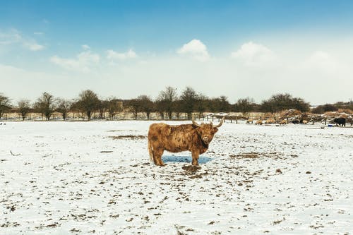 棕色的牛，在洁白的雪地上 · 免费素材图片