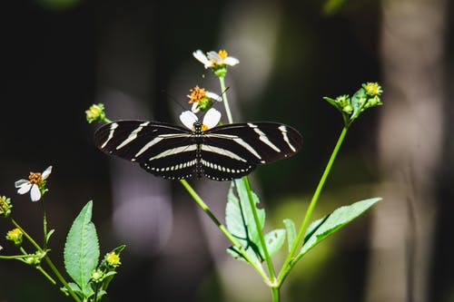 斑马长翼蝴蝶在绿叶植物上 · 免费素材图片