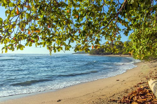 黄金时段海滨附近的树木 · 免费素材图片