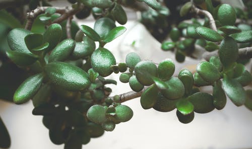 绿叶植物聚焦照片 · 免费素材图片