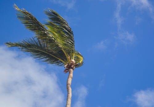 白天白云下的椰子树 · 免费素材图片