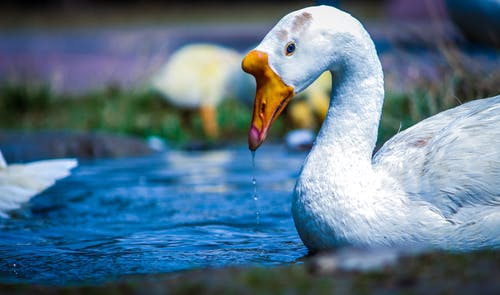 水体上的白色和黄色的鸭子 · 免费素材图片