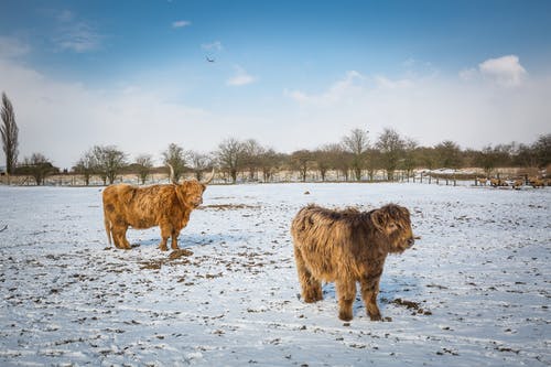 雪地上的两只米色ya牛 · 免费素材图片