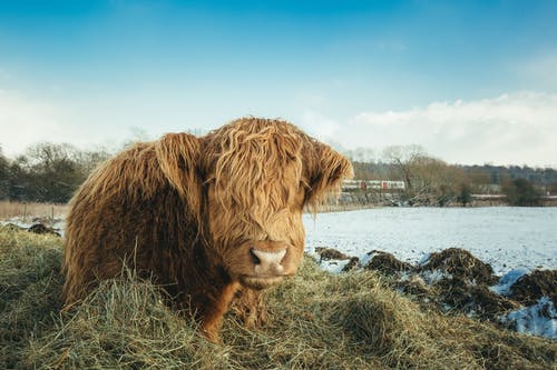 布朗ya牛在绿色草地上 · 免费素材图片