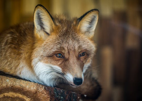 棕色木板上的狐狸 · 免费素材图片