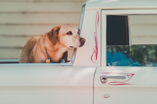 成年黄拉布拉多犬在卡车后面 · 免费素材图片