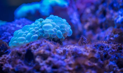 泡沫珊瑚的微距摄影 · 免费素材图片
