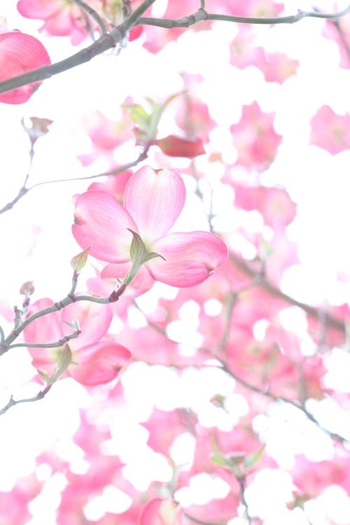 樱花的特写照片 · 免费素材图片