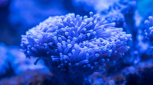 蓝海葵 · 免费素材图片
