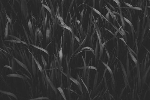 草的灰度摄影 · 免费素材图片