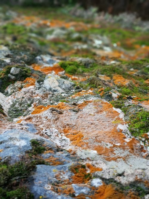 绿色和棕色苔藓的景深照片 · 免费素材图片