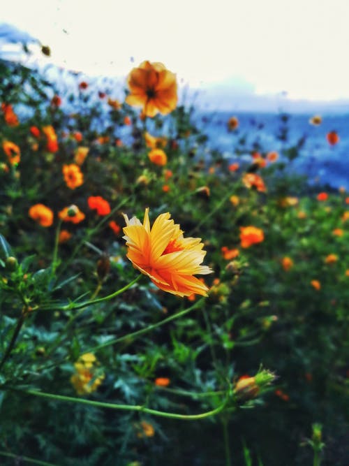 选择性聚焦摄影的橙色花瓣 · 免费素材图片