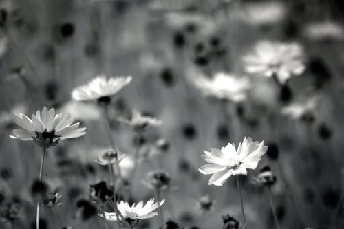雏菊花的灰度摄影 · 免费素材图片