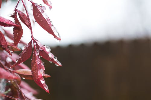 关闭了红叶摄影 · 免费素材图片