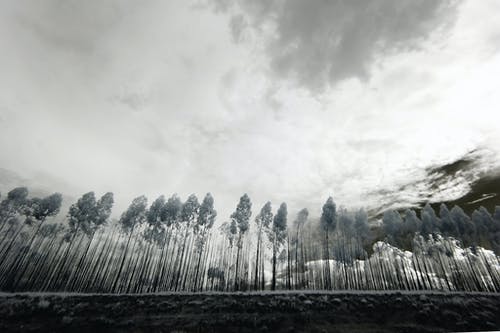 树木的灰度照片 · 免费素材图片