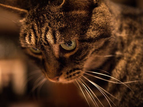 灰色虎斑猫 · 免费素材图片