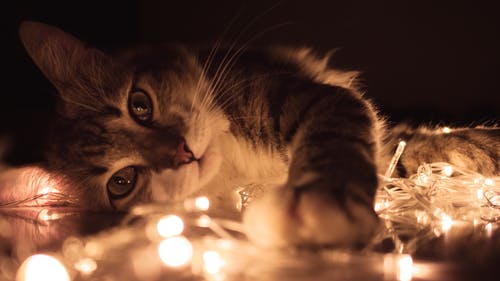 躺在白色的灯串上的灰色虎斑猫 · 免费素材图片