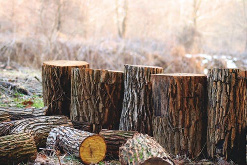 棕树原木的景深摄影 · 免费素材图片