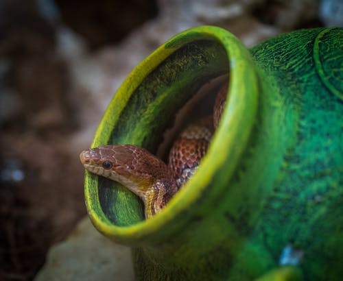 绿色罐子里的棕色蛇的浅焦点摄影 · 免费素材图片