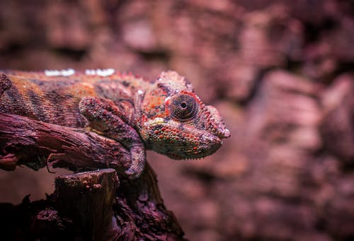 浅色摄影的彩色蜥蜴 · 免费素材图片