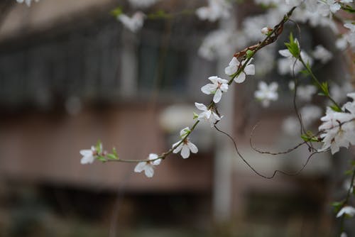 白色花瓣花的浅焦点摄影 · 免费素材图片