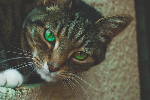 灰色的虎斑猫，绿色的眼睛 · 免费素材图片