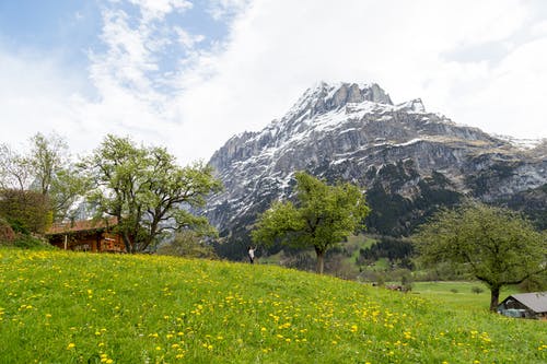 站在树下的小山上的人 · 免费素材图片