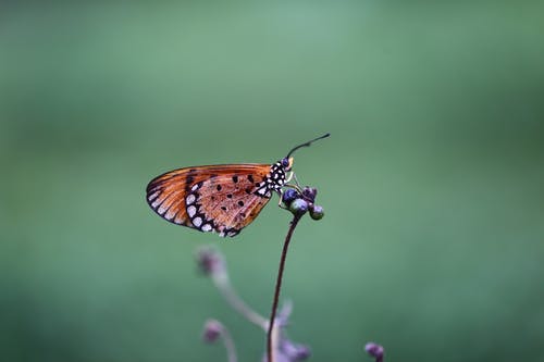 蝴蝶的棕色和黑色浅焦点摄影 · 免费素材图片