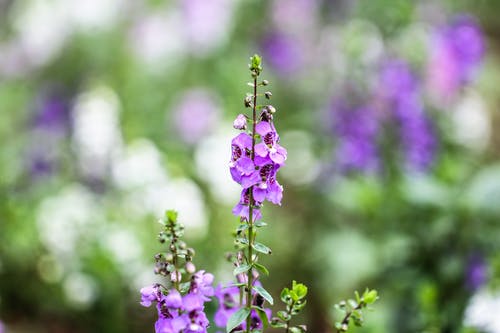 紫色和绿色的花植物 · 免费素材图片
