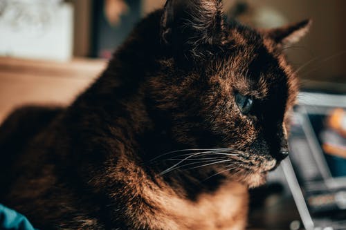 棕猫浅焦点 · 免费素材图片