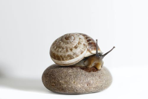 石头上的额头蜗牛 · 免费素材图片