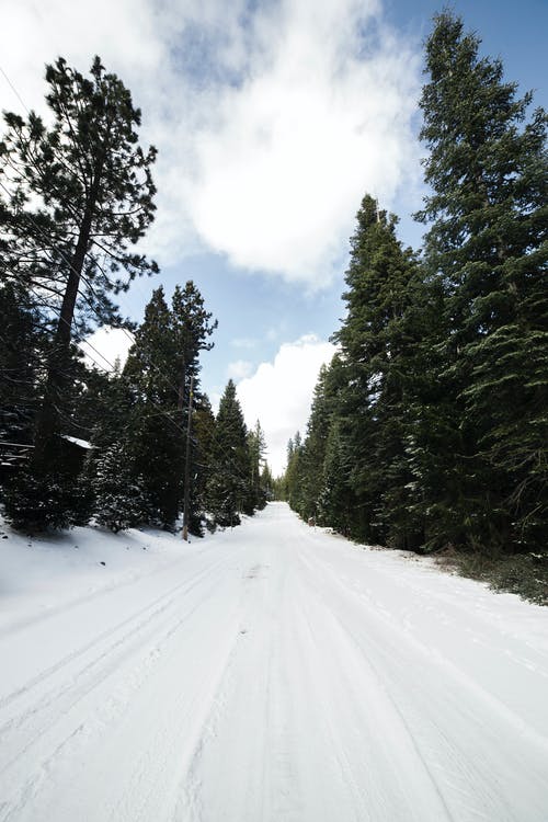 雪上绿叶树 · 免费素材图片