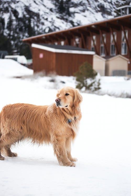 成人轻型金毛寻回犬白天站在雪地上棕色木制房子附近 · 免费素材图片