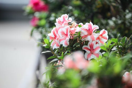 粉色和白色的花朵 · 免费素材图片