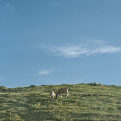 绿草田附近的两只棕牛 · 免费素材图片