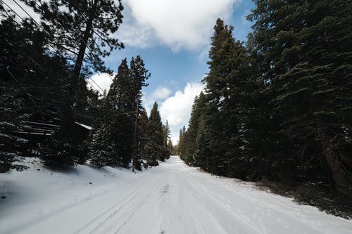 雪上绿叶树 · 免费素材图片