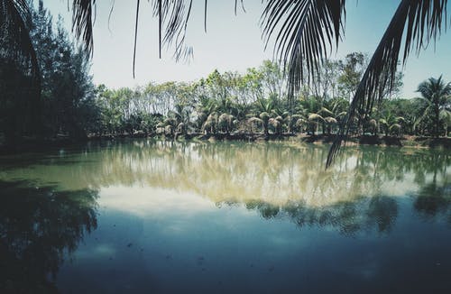 椰子树湖附近的照片 · 免费素材图片