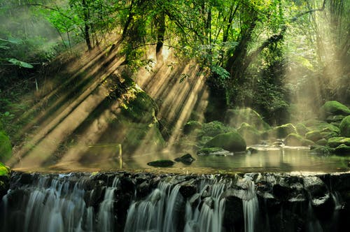 雨林的风景 · 免费素材图片