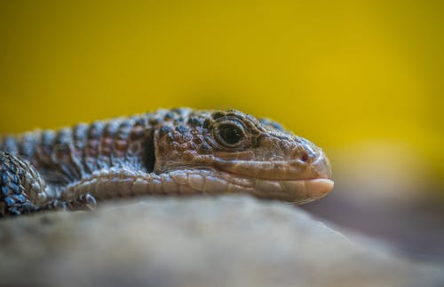 灰色爬行动物特写摄影 · 免费素材图片