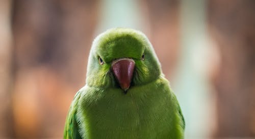 浅焦点照片的绿鸟 · 免费素材图片