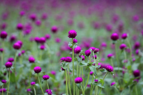 紫色和绿色的花朵照片 · 免费素材图片