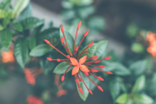 红色仙丹球花的特写摄影 · 免费素材图片