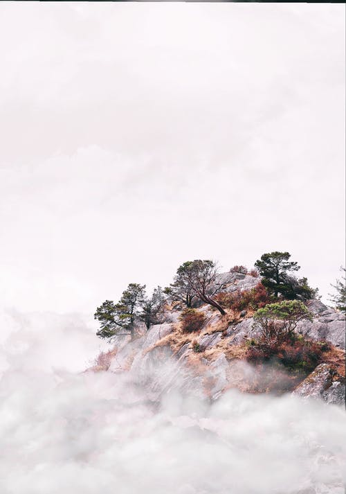 雾包围的山崖上的树木 · 免费素材图片