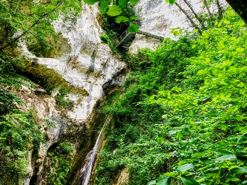 绿树 · 免费素材图片