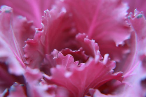 粉红色的花的微距摄影 · 免费素材图片